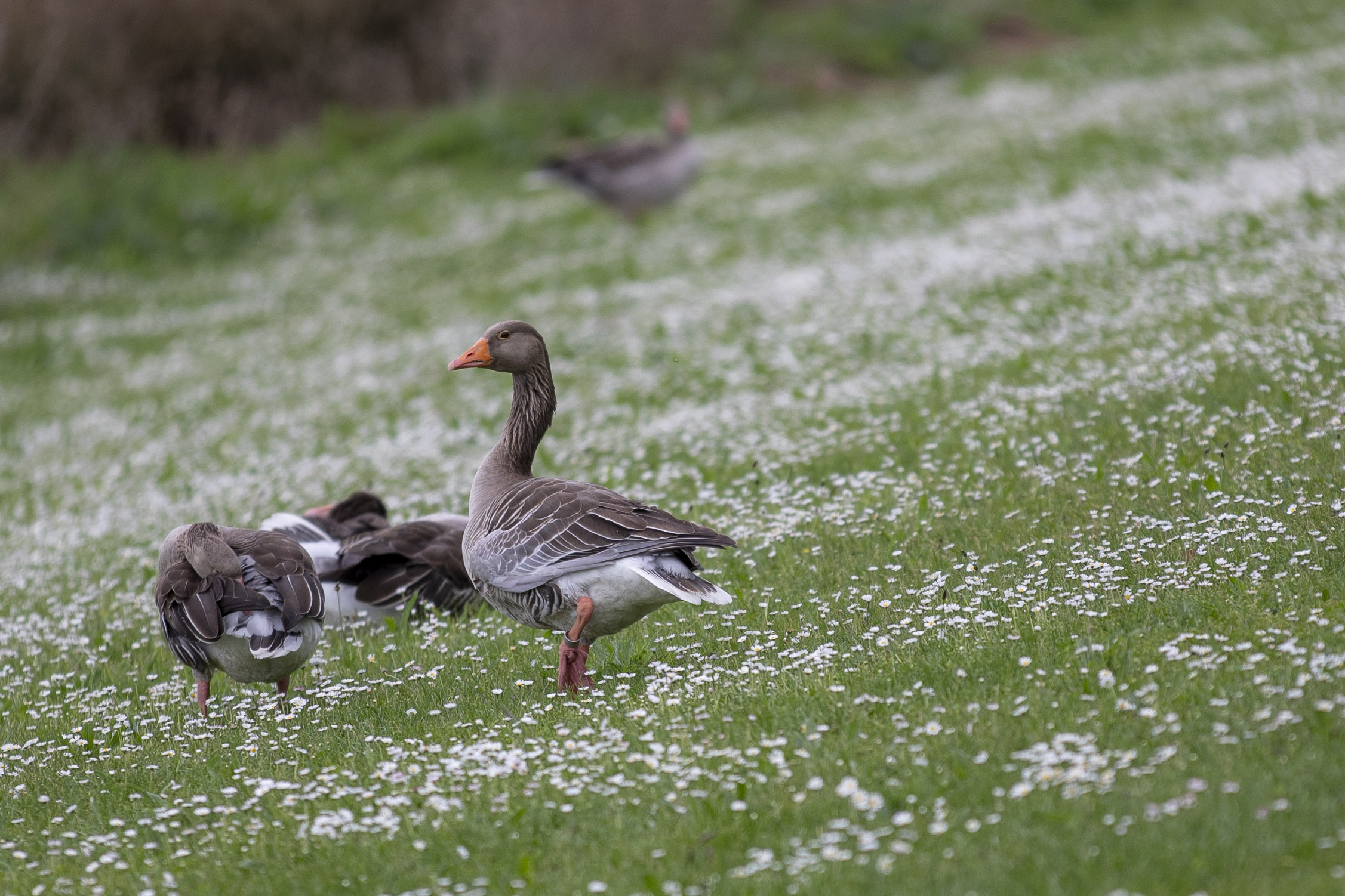 20250503132721 RD4 2450